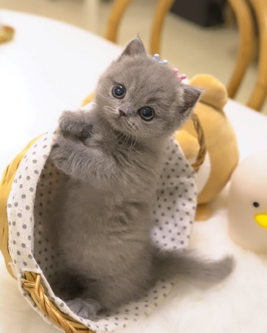 Munchkin kittens Blog Galveston Texas - Expert Care Guide